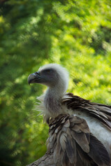 Vulture in zoo with green background