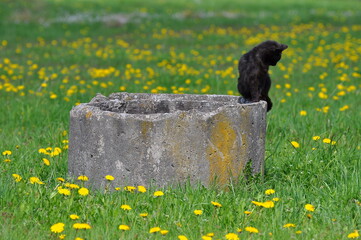 Polska - Mazury - Warmia. Kot. © Rafa