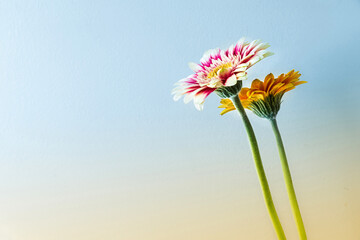 pink gerber daisy against blue sky