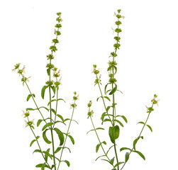 Stachys recta, commonly known as stiff hedgenettle or perennial yellow-woundwort. Isolated