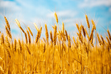 spikelets of ripened wheat in the fields of Russia, harvesting grain in the fall