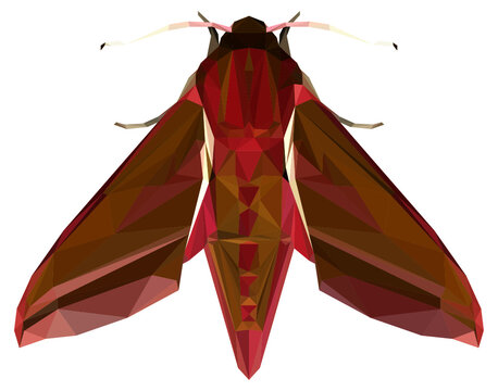 elephant hawk moth low poly vector illustration