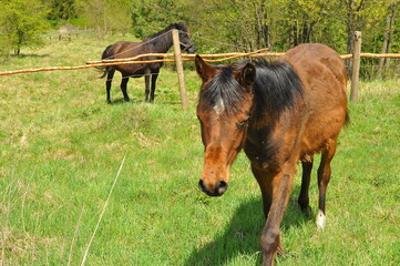 Polska - Mazury - Warmia. Krajobraz. Konie. © Rafa