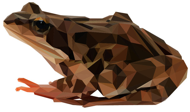 frog low poly vector illustration
