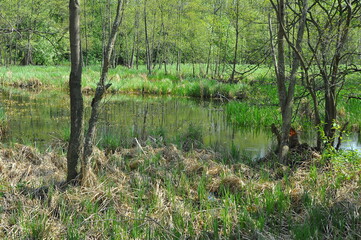 Staw śródleśny © Rafa