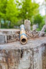 North American traditional flute Pimak. Traditional love flute Pimak of Indigenous peoples of the North Americas. Flute lies on a stump. Made from bamboo.