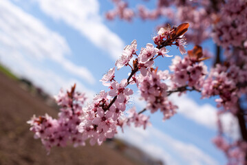 Flor