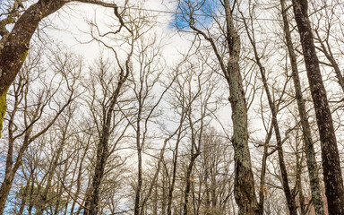 In the woods. Forest of Nemi, Italy