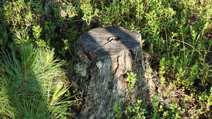 old stump in the forest summer sun