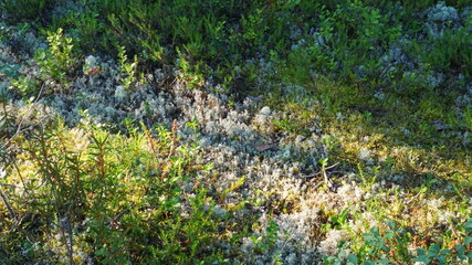 moss yagel green grass summer is Sunny