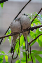 PAREJA DE  AVES
