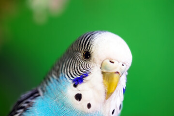 budgerigar or common parakeet, Ave-Undulata, or "Melopsittacus undulatus" is a small long-tailed parrot bird belonging to the Psittacidae family