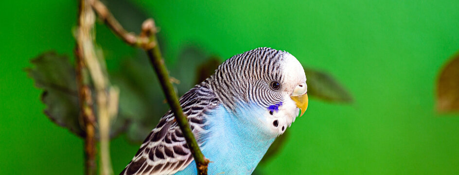budgerigar or common parakeet, Ave-Undulata, or "Melopsittacus undulatus" is a small long-tailed parrot bird belonging to the Psittacidae family