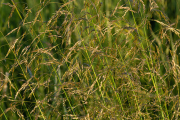green grass background texture