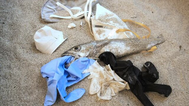 Plastic Garbage on dead cod fish mouth,medical disposable waste pollution on sandy sea coast, coronavirus disease 