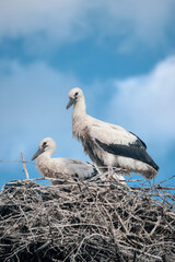 Young white storks in the nest. A family of wild storks in their natural habitat. Large white birds against a blue sky with clouds. Chicks of storks.