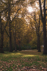 Fototapeta premium A British park in yellow leaves