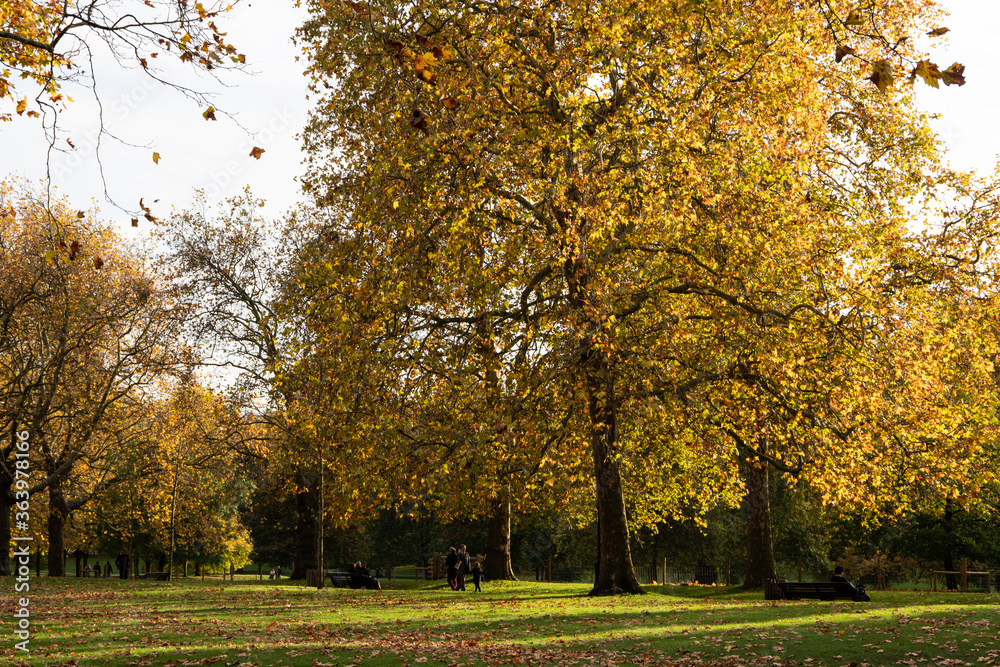 Wall mural a british park in yellow leaves