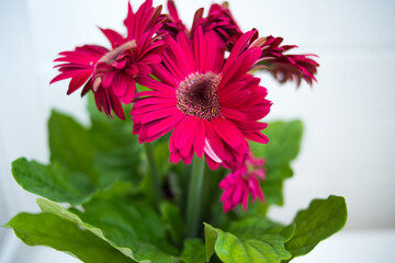 pink gerbera in a pot on a white background