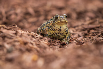 American toad sitting in wood mulch