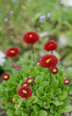 Red flowers in a sunny day. vibrant colors