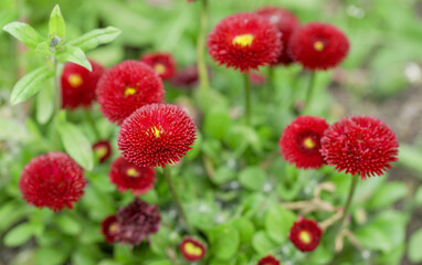 Red flowers in a sunny day. vibrant colors