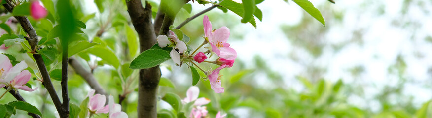 Banner: Spring, summer: blooming Apple tree, flower close-up, spring blooming, beautiful Sunny flower background. Postcard, calendar, freshness.