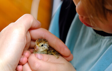 bird in hands