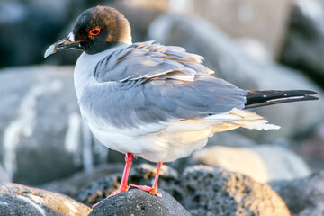 Swallow-tailed Gull Creagrus furcatus on the Galapagos Islands 