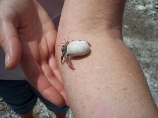 Hermit crab in white shell in Florida 2006