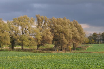 Krajobraz. Jesień.