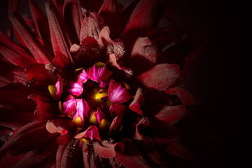 red dahlia close up