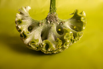 interesting green plant with structures and patterns