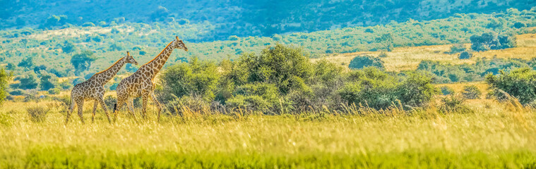 Authentic true South African safari experience in bushveld in a game reserve