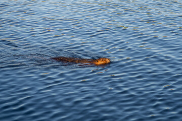 View of a beautiful beaver swimming in a lake, in Canada