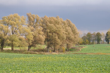 Jesień.