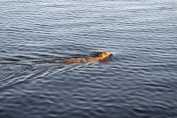 View of a beautiful beaver swimming in a lake, in Canada