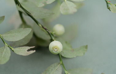 Mutation, White Blueberries