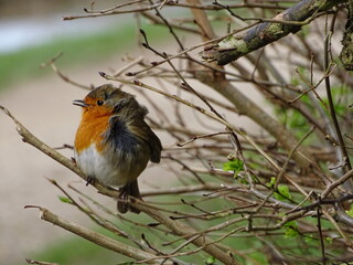Fluffy robin in the wind 