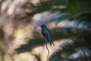 Swallow-tailed Hummingbird
