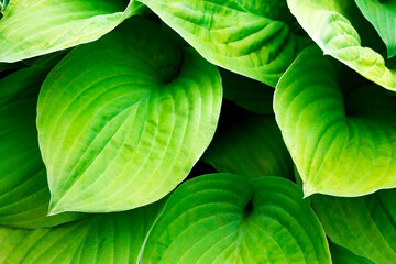 Leaves hosts closeup. Focus on single leaves.