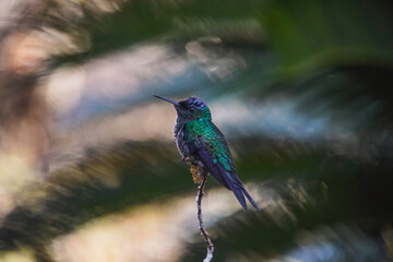 Swallow-tailed Hummingbird