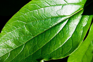 Peony leaf close up. Contrast image. Detailed plant texture.