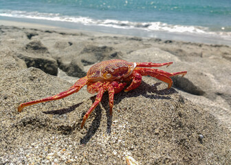 close-up of a crab on the seashore in the morning