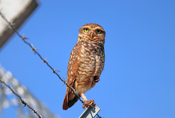 A calm owl on the fence