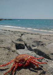 close-up of a crab on the seashore in the morning