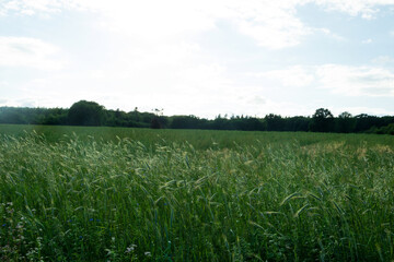 A beautiful grassland