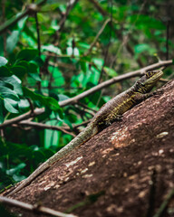 lizard in the rock