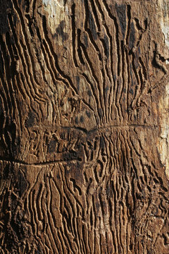 The texture of a tree eaten by bark beetles. Vertical photo.