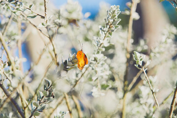 orange butterfly on a flower